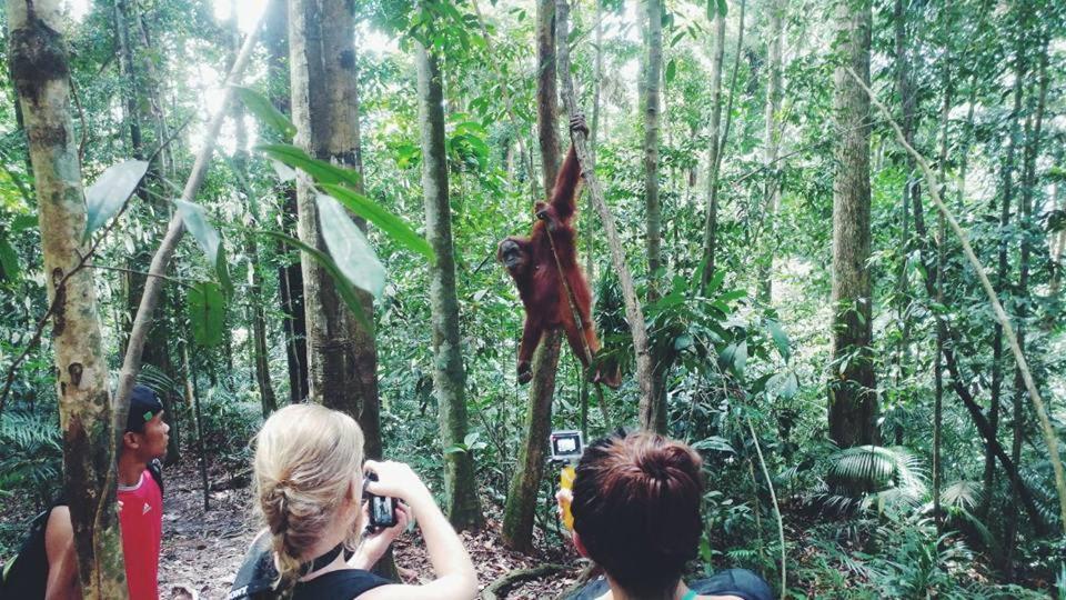 Orangutantreksumatra & Lovely Jungle Lodge Only Book If You Are Treking With Us Bukit Lawang Extérieur photo
