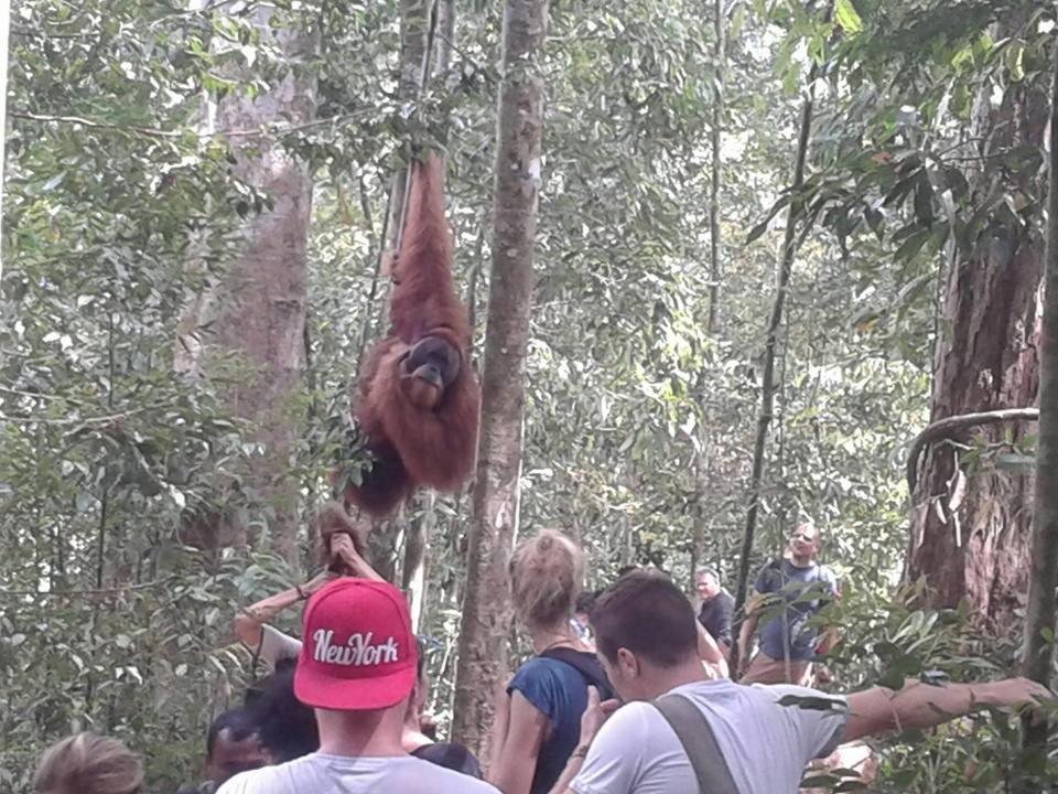 Orangutantreksumatra & Lovely Jungle Lodge Only Book If You Are Treking With Us Bukit Lawang Extérieur photo