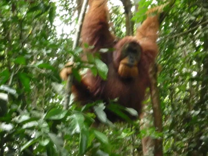 Orangutantreksumatra & Lovely Jungle Lodge Only Book If You Are Treking With Us Bukit Lawang Extérieur photo