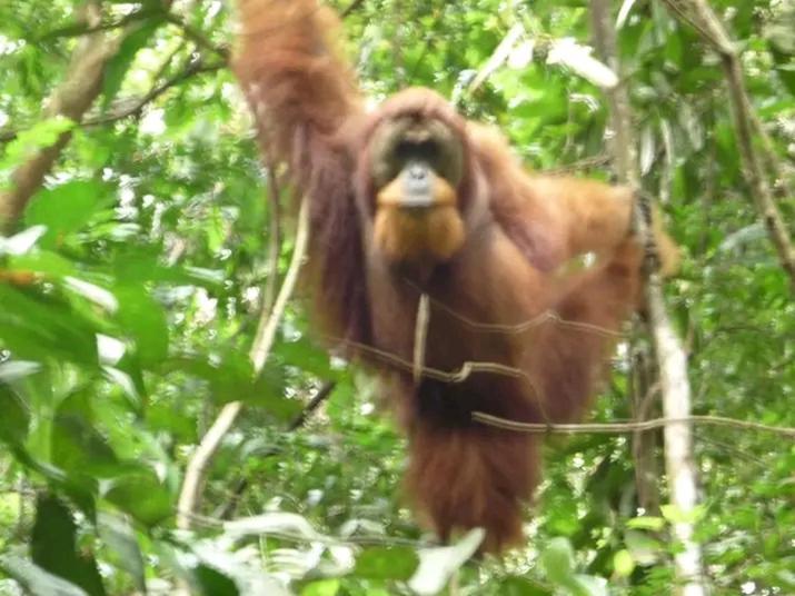Orangutantreksumatra & Lovely Jungle Lodge Only Book If You Are Treking With Us Bukit Lawang Extérieur photo