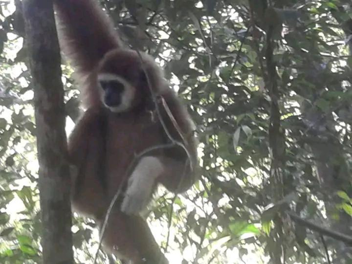 Orangutantreksumatra & Lovely Jungle Lodge Only Book If You Are Treking With Us Bukit Lawang Extérieur photo