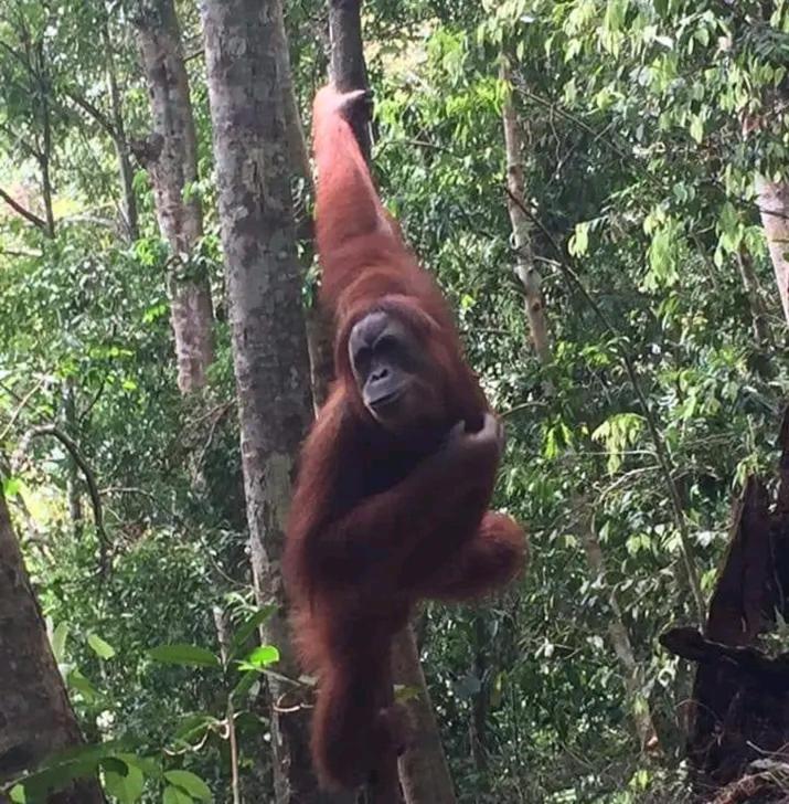 Orangutantreksumatra & Lovely Jungle Lodge Only Book If You Are Treking With Us Bukit Lawang Extérieur photo