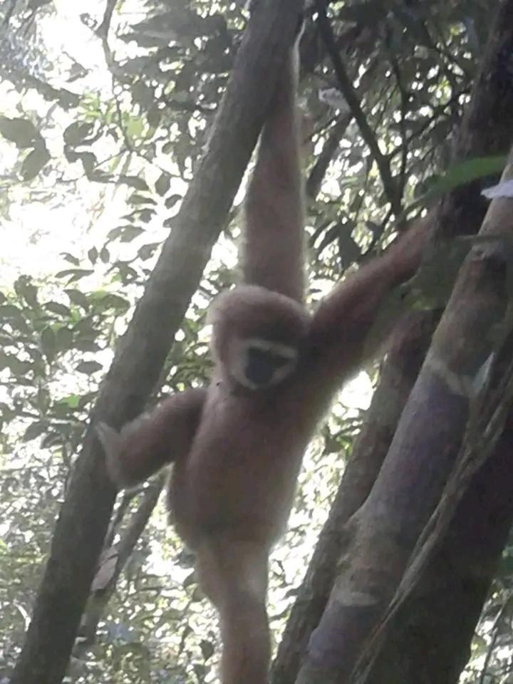 Orangutantreksumatra & Lovely Jungle Lodge Only Book If You Are Treking With Us Bukit Lawang Extérieur photo
