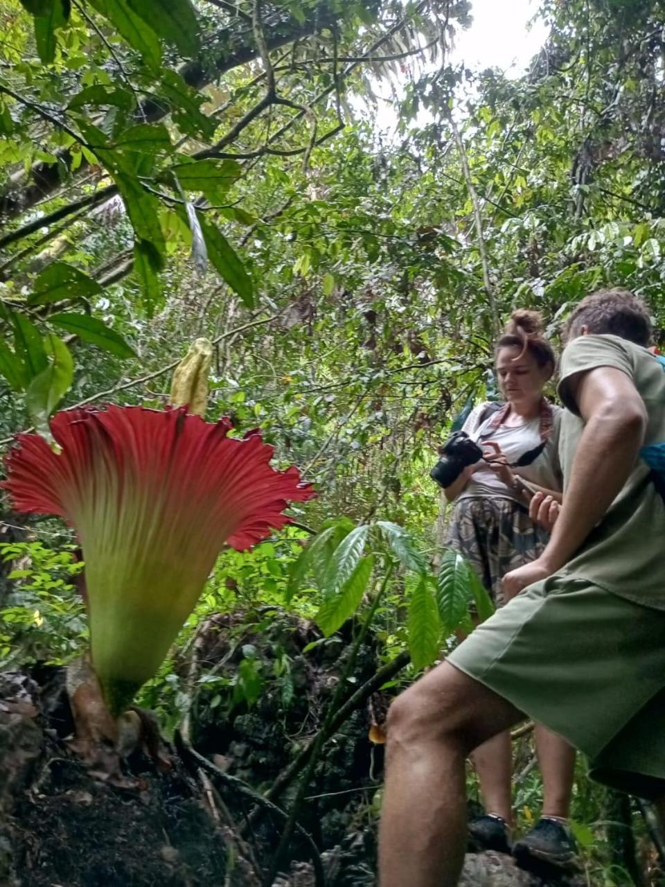 Orangutantreksumatra & Lovely Jungle Lodge Only Book If You Are Treking With Us Bukit Lawang Extérieur photo